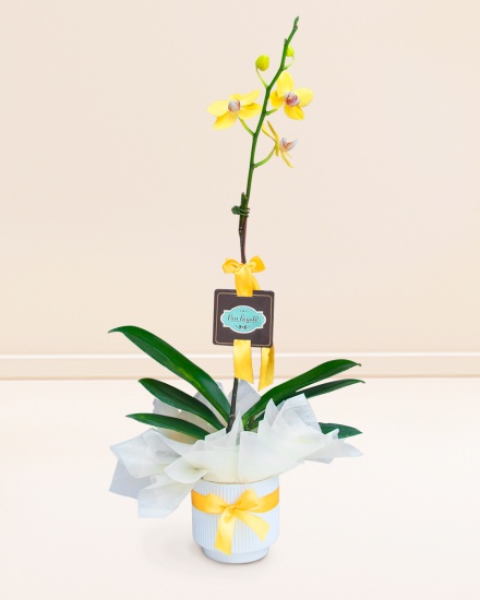 Elegante Orquídea Amarilla - Flores Amarillas