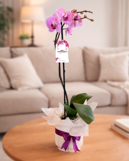Elegante Orquídea para Regalo