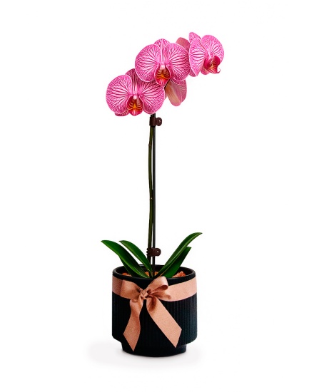 Orquídea Regalo para Mujer