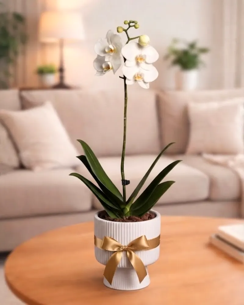Orquídea Blanca un detalle de celebración
