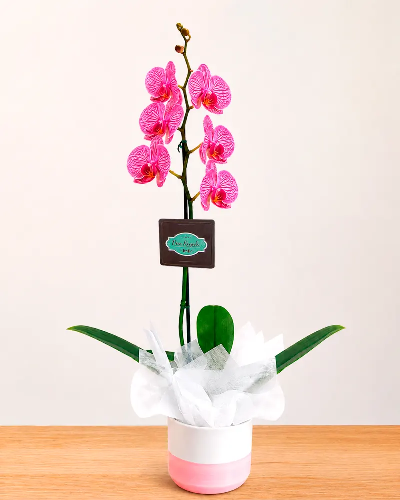 Elegante Orquídea para Regalo