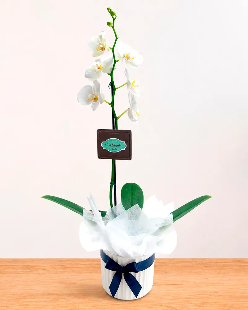 Orquídea Blanca regalo para él