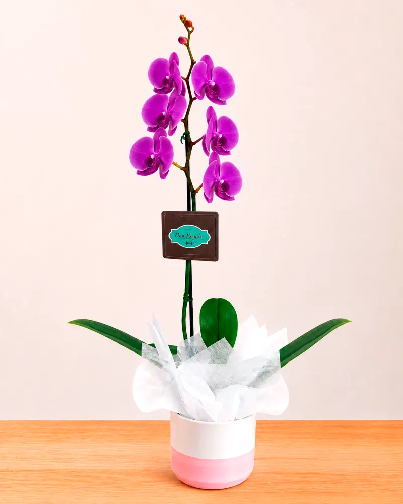 Elegante Orquídea para Regalo